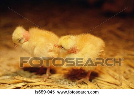 Two chicks View Large Photo Image Stock Photography - Two chicks . Fotosearch