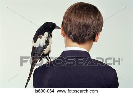 Boy with magpie on his shoulder View Large Photo Image Picture - Boy with magpie on his shoulder. Fotosearch