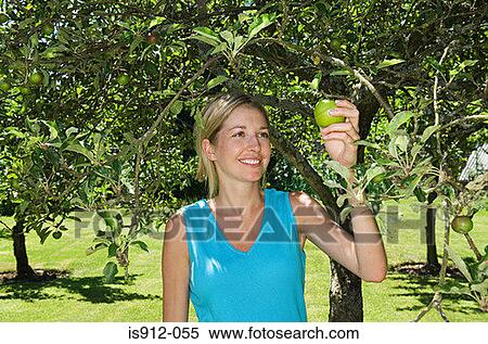 Woman picking an apple View Large Photo Image Stock Photography - Woman picking an apple. Fotosearch