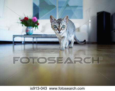 Stock Image - Cat in a living room. Fotosearch