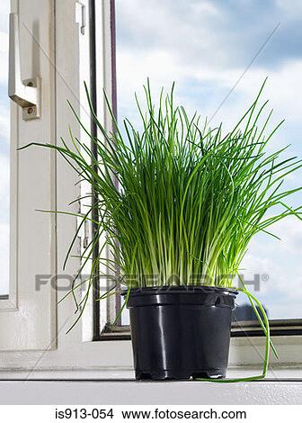 Chives on a windowsill View Large Photo Image Picture - Chives on a windowsill. Fotosearch