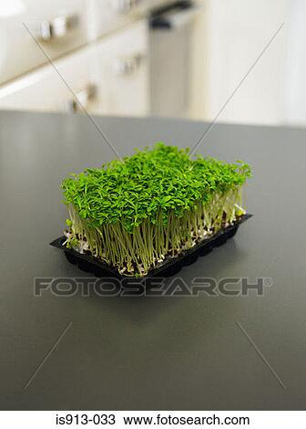 Cress View Large Photo Image Stock Image - Cress. Fotosearch
