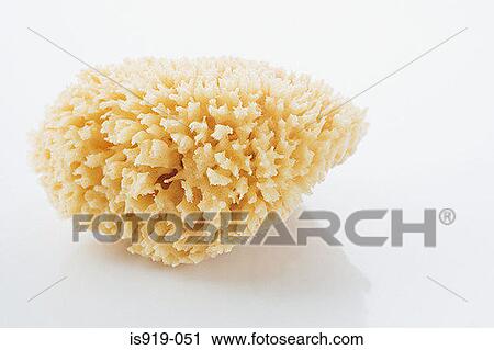 A sponge View Large Photo Image Stock Image - A sponge. Fotosearch