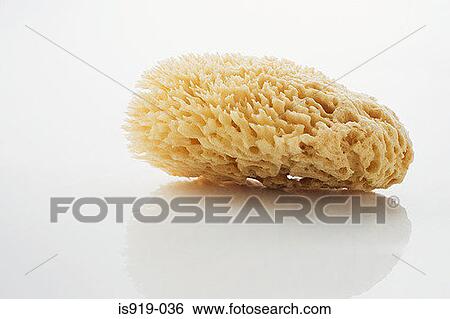 A sponge View Large Photo Image Stock Photograph - A sponge. Fotosearch