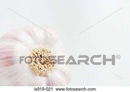 One clove of garlic View Large Photo Image Stock Image - One clove of garlic. Fotosearch
