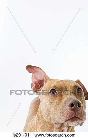 Alert dog View Large Photo Image Stock Image - Alert dog. Fotosearch
