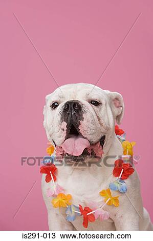 Bulldog wearing a flower garland View Large Photo Image Stock Image - Bulldog wearing a flower garland. Fotosearch