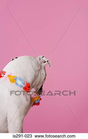 Stock Image - Bulldog wearing a flower garland. Fotosearch