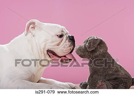 Bulldog with soft toy dog View Large Photo Image Stock Photo - Bulldog with soft toy dog. Fotosearch