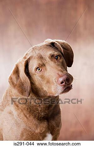Chesapeake bay retriever View Large Photo Image Picture - Chesapeake bay retriever. Fotosearch