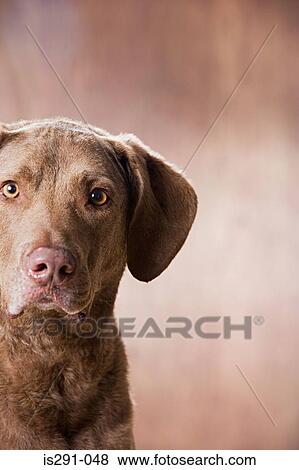 Chesapeake bay retriever View Large Photo Image Stock Photo - Chesapeake bay retriever. Fotosearch