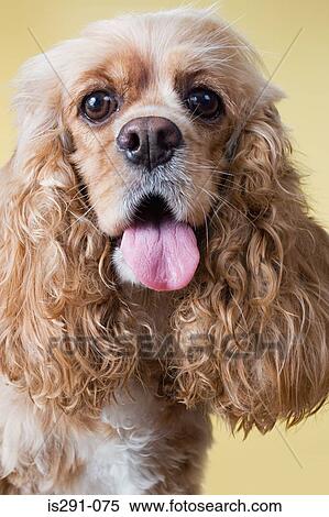 Cocker spaniel View Large Photo Image Stock Photography - Cocker spaniel. Fotosearch
