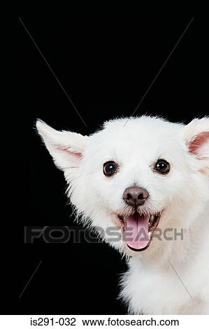 Cute dog View Large Photo Image Stock Image - Cute dog. Fotosearch