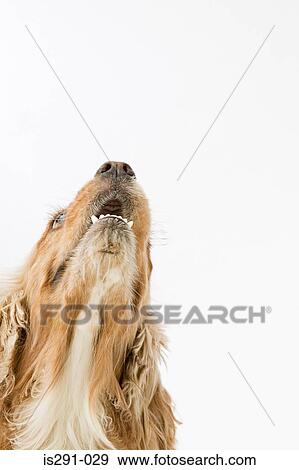 Dog looking up View Large Photo Image Stock Photo - Dog looking up. Fotosearch