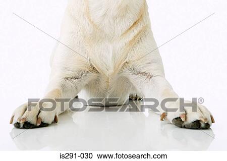 Stock Image - Dog sitting down. Fotosearch