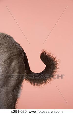 Dog tail View Large Photo Image Stock Image - Dog tail. Fotosearch