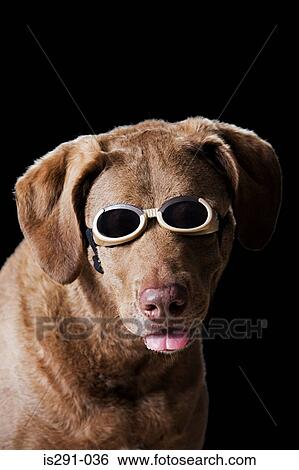 dog in swimming goggles