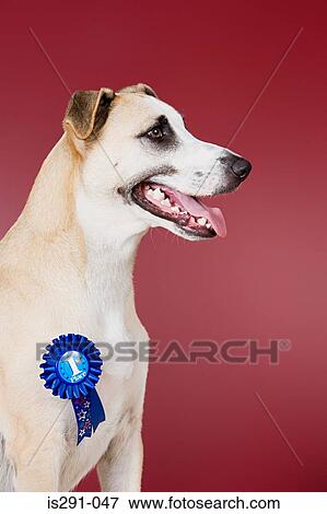 Dog with winning rosette View Large Photo Image Stock Photo - Dog with winning rosette. Fotosearch