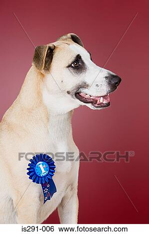 Stock Photograph - Dog with winning rosette. Fotosearch