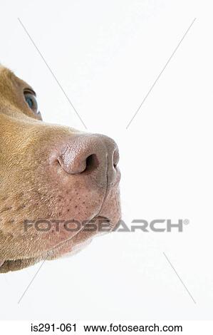 Dog's nose View Large Photo Image Stock Image - Dog's nose. Fotosearch