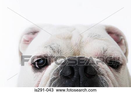 Face of a bulldog View Large Photo Image Stock Image - Face of a bulldog. Fotosearch