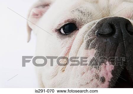 Stock Image - Face of a bulldog. Fotosearch