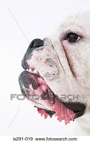 Face of a bulldog View Large Photo Image Stock Photo - Face of a bulldog. Fotosearch