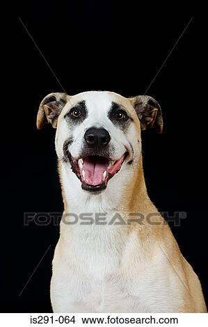 Happy dog View Large Photo Image Picture - Happy dog. Fotosearch
