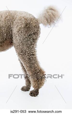 Hindquarters of a poodle View Large Photo Image Stock Image - Hindquarters of a poodle. Fotosearch