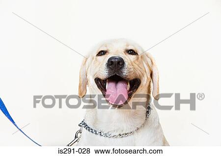 Stock Photo - Labrador on a lead. Fotosearch