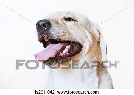 Labrador retriever View Large Photo Image Stock Image - Labrador retriever. Fotosearch