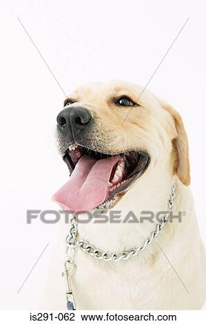 Labrador retriever View Large Photo Image Stock Image - Labrador retriever. Fotosearch