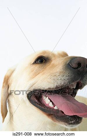 Stock Photo - Labrador retriever. Fotosearch