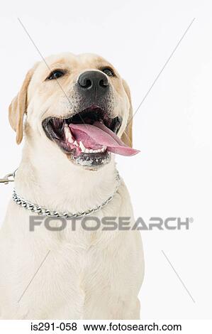 Labrador retriever View Large Photo Image Stock Photo - Labrador retriever. Fotosearch
