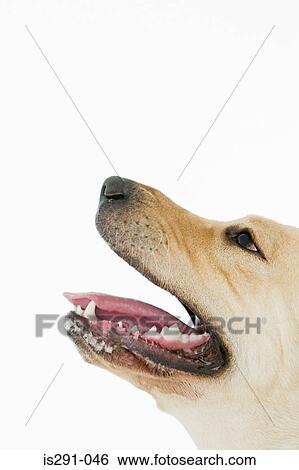 Stock Photograph - Labrador with mouth open. Fotosearch