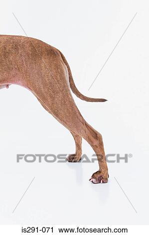 Legs of a dog View Large Photo Image Stock Image - Legs of a dog. Fotosearch