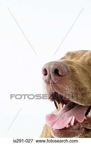 Mouth of a dog View Large Photo Image Stock Photo - Mouth of a dog. Fotosearch