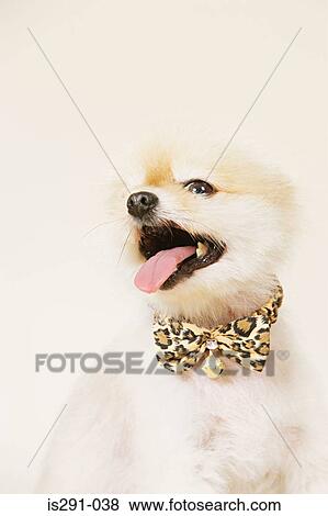 Pomeranian wearing a bowtie View Large Photo Image Stock Photo - Pomeranian wearing a bowtie. Fotosearch
