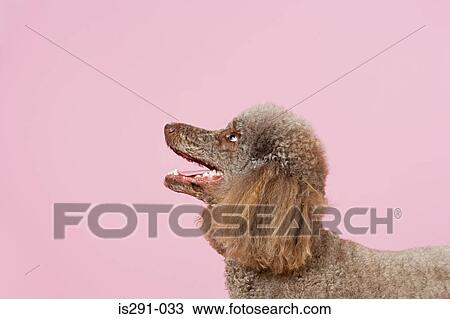 Poodle looking up View Large Photo Image Stock Image - Poodle looking up. Fotosearch