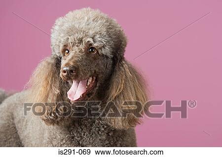 Stock Photo - Poodle. Fotosearch