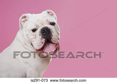 Portrait of a bulldog View Large Photo Image Stock Image - Portrait of a bulldog. Fotosearch