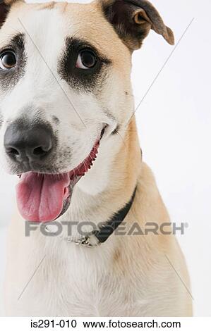 Stock Image - Portrait of a dog. Fotosearch