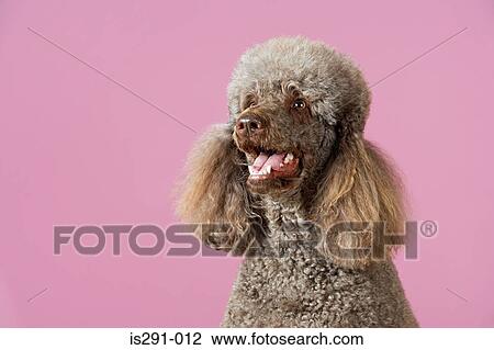 Portrait of a poodle View Large Photo Image Stock Image - Portrait of a poodle. Fotosearch
