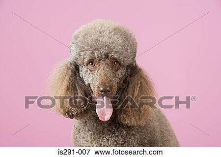 Stock Photo - Portrait of a poodle. Fotosearch