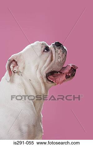 Profile of a bulldog View Large Photo Image Stock Photography - Profile of a bulldog. Fotosearch