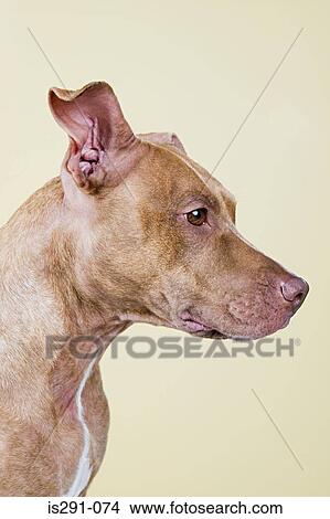 Profile of a dog View Large Photo Image Picture - Profile of a dog. Fotosearch