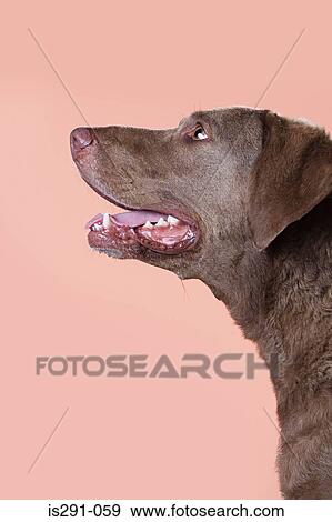 Profile of a retriever View Large Photo Image Stock Photo - Profile of a retriever. Fotosearch