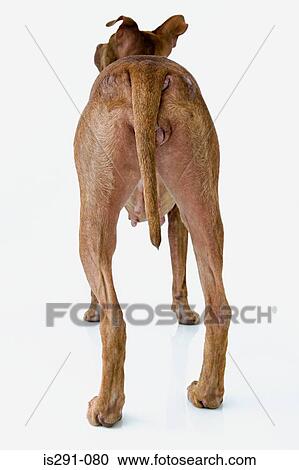 Rear view of a dog View Large Photo Image Stock Image - Rear view of a dog. Fotosearch