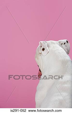 Rear view of a pitbull View Large Photo Image Stock Image - Rear view of a pitbull. Fotosearch
