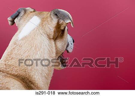 Stock Photo - Rear view of dog's head. Fotosearch
